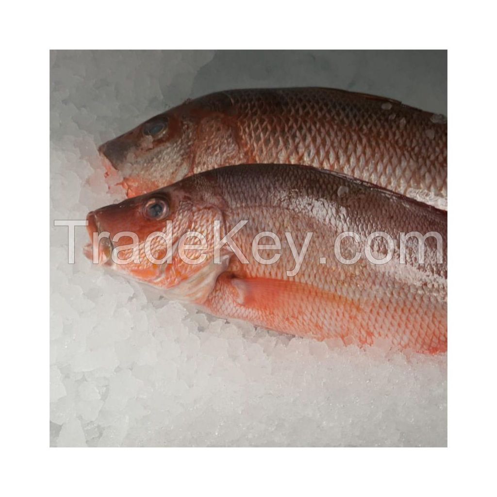 Premium Frozen Red Snapper Fish available in bulk