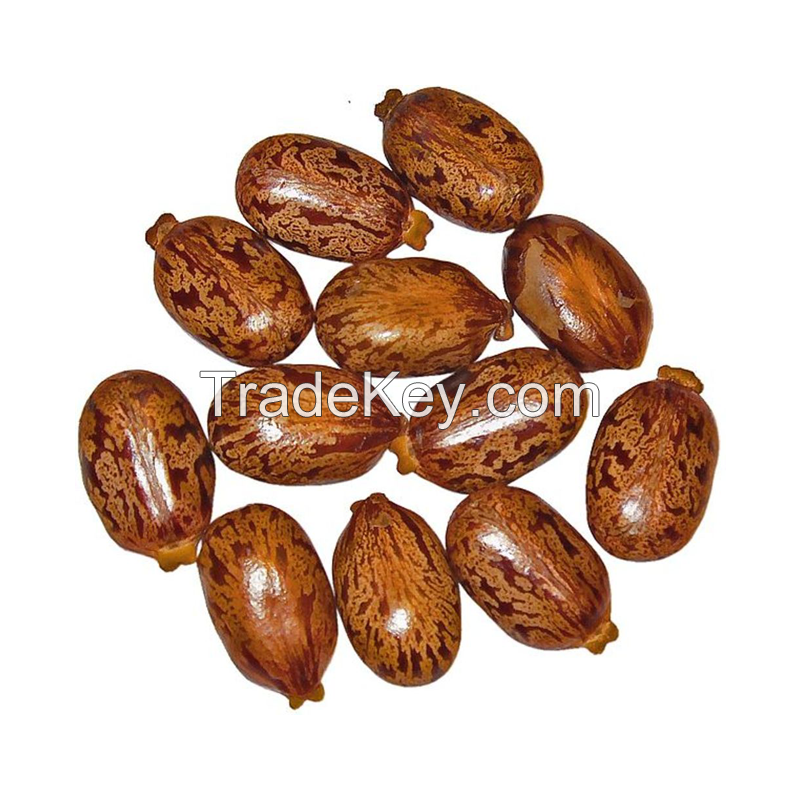 Premium castor seeds available in bulk at wholesale prices