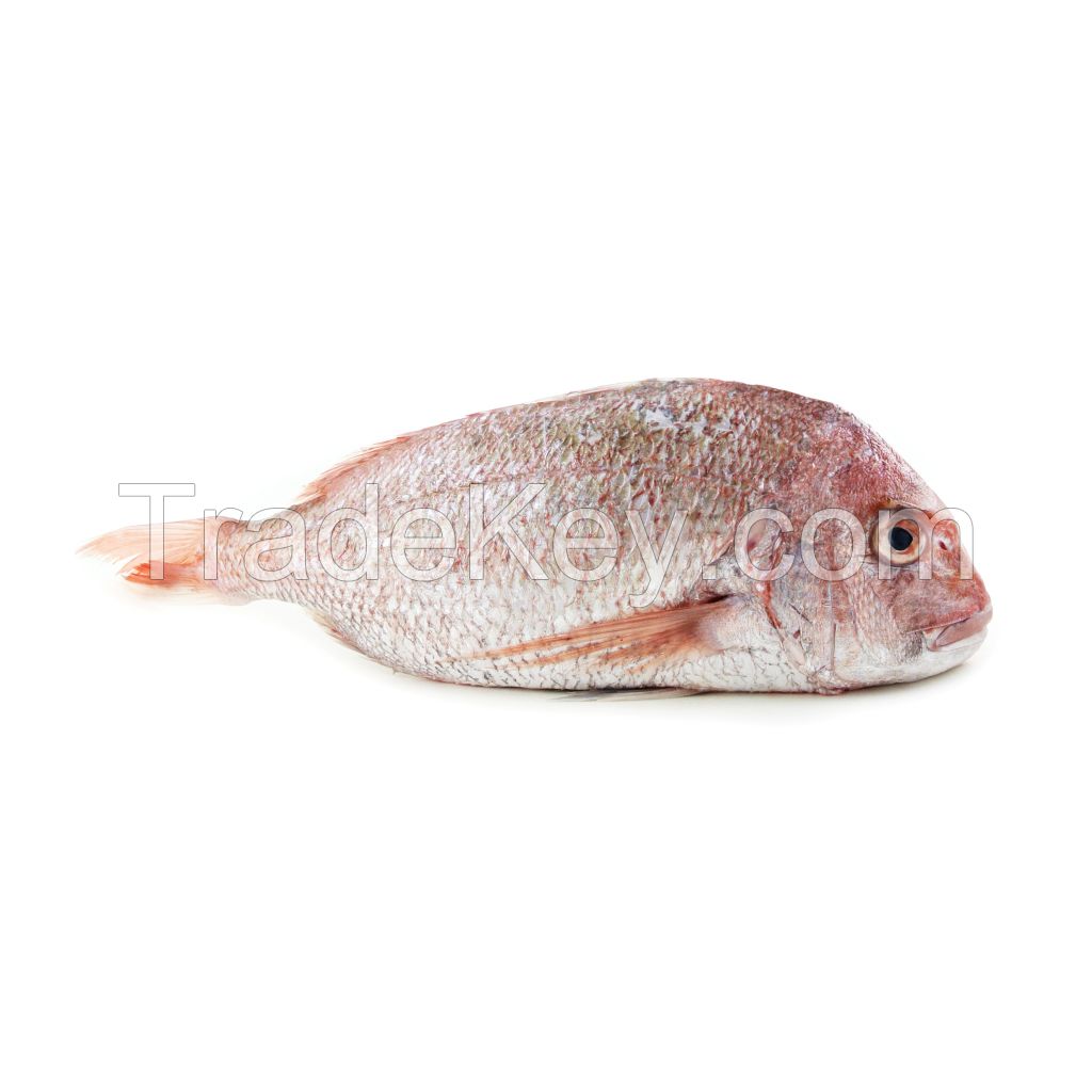High-protein Frozen Red Snapper for seafood distributors