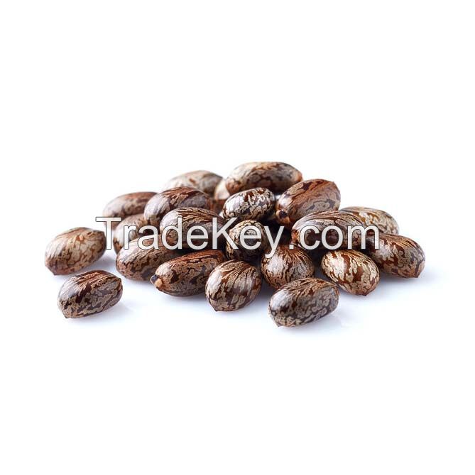 Premium castor seeds available in bulk at wholesale prices