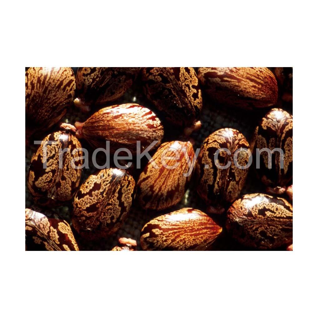 Premium castor seeds available in bulk at wholesale prices