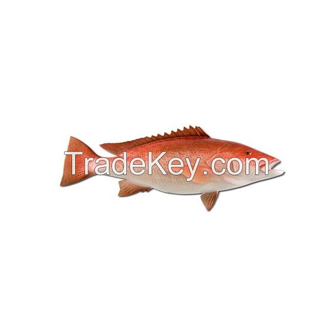 Premium Frozen Red Snapper Fish available in bulk