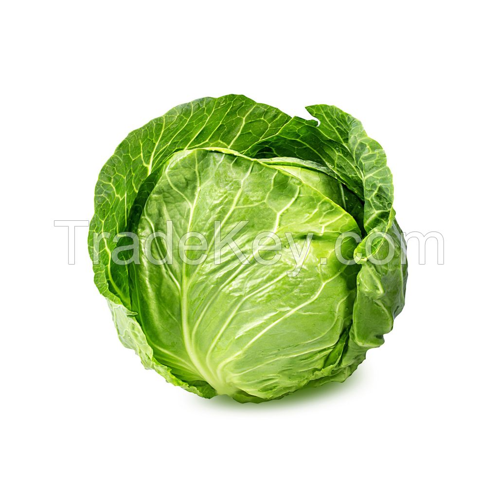 Premium fresh cabbage available for sale in bulk