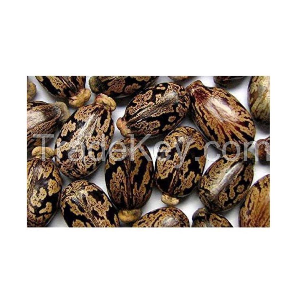 Premium castor seeds available in bulk at wholesale prices