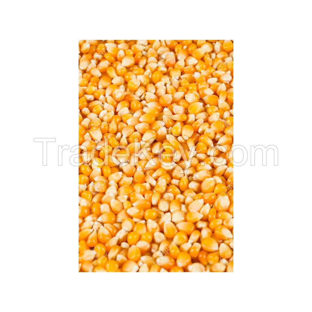Fresh white corn for animal feed and livestock nutrition