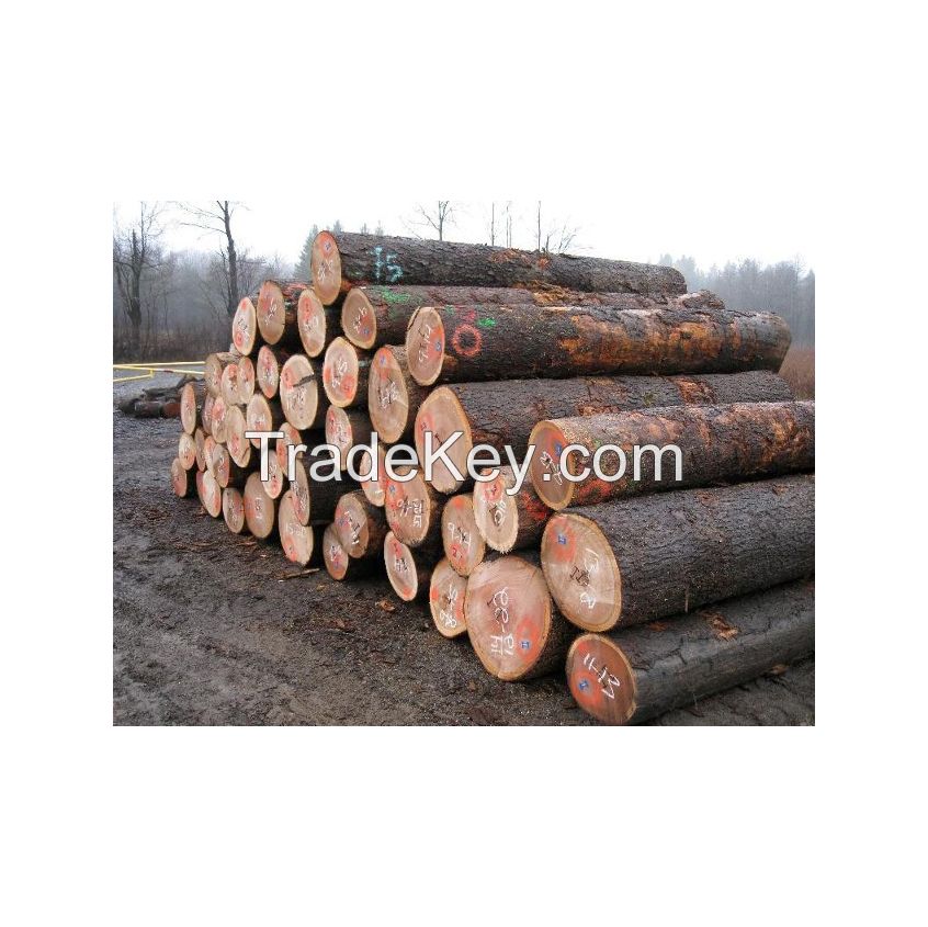 Oak timber logs for flooring and interior decor