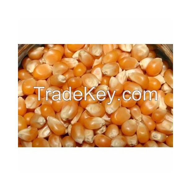 Dried white corn kernels available for sale in large quantities White corn