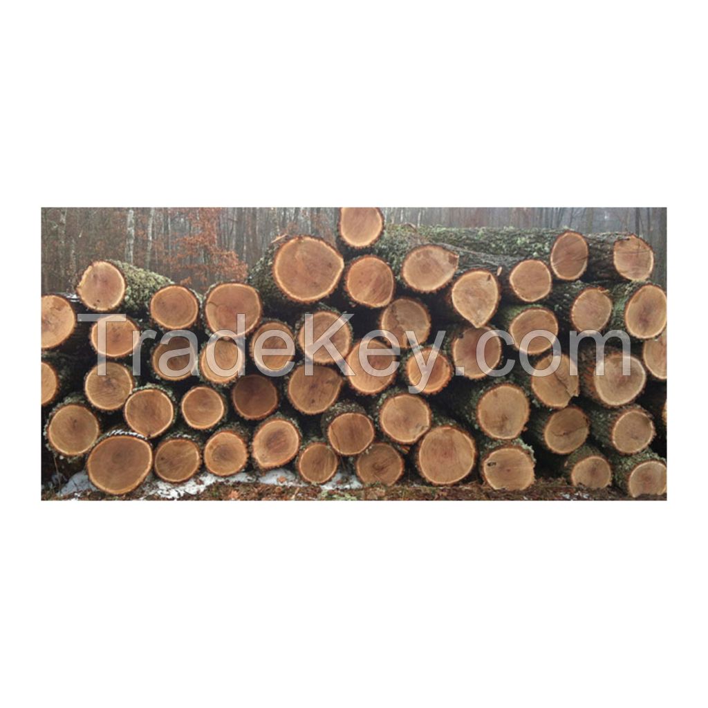 Oak timber logs for flooring and interior decor