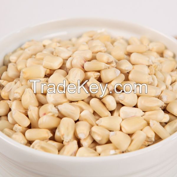 Dried white corn kernels available for sale in large quantities White corn