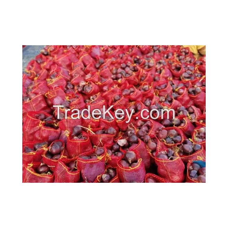 Bulk red onions available for export and distribution