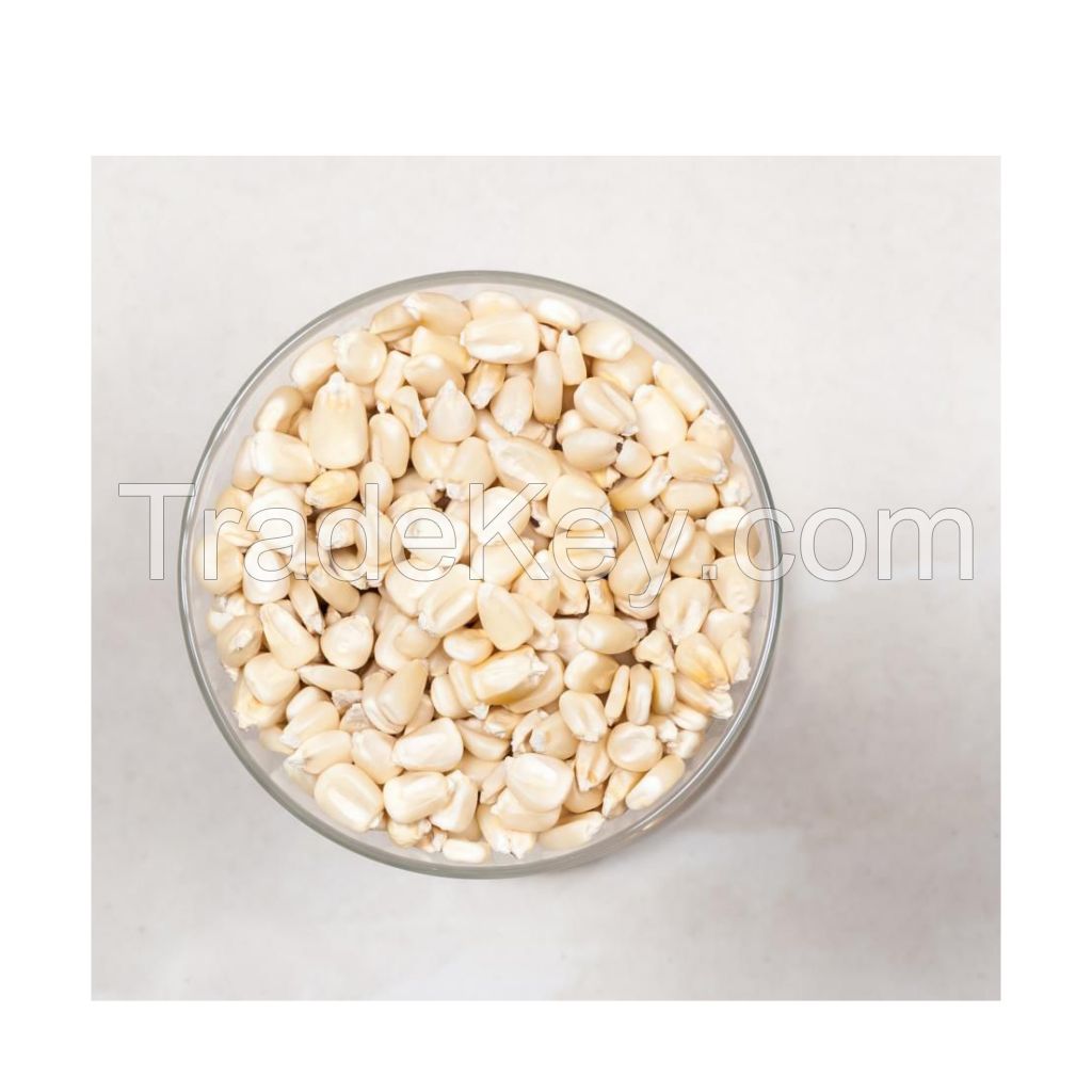 Fresh white corn for animal feed and livestock nutrition