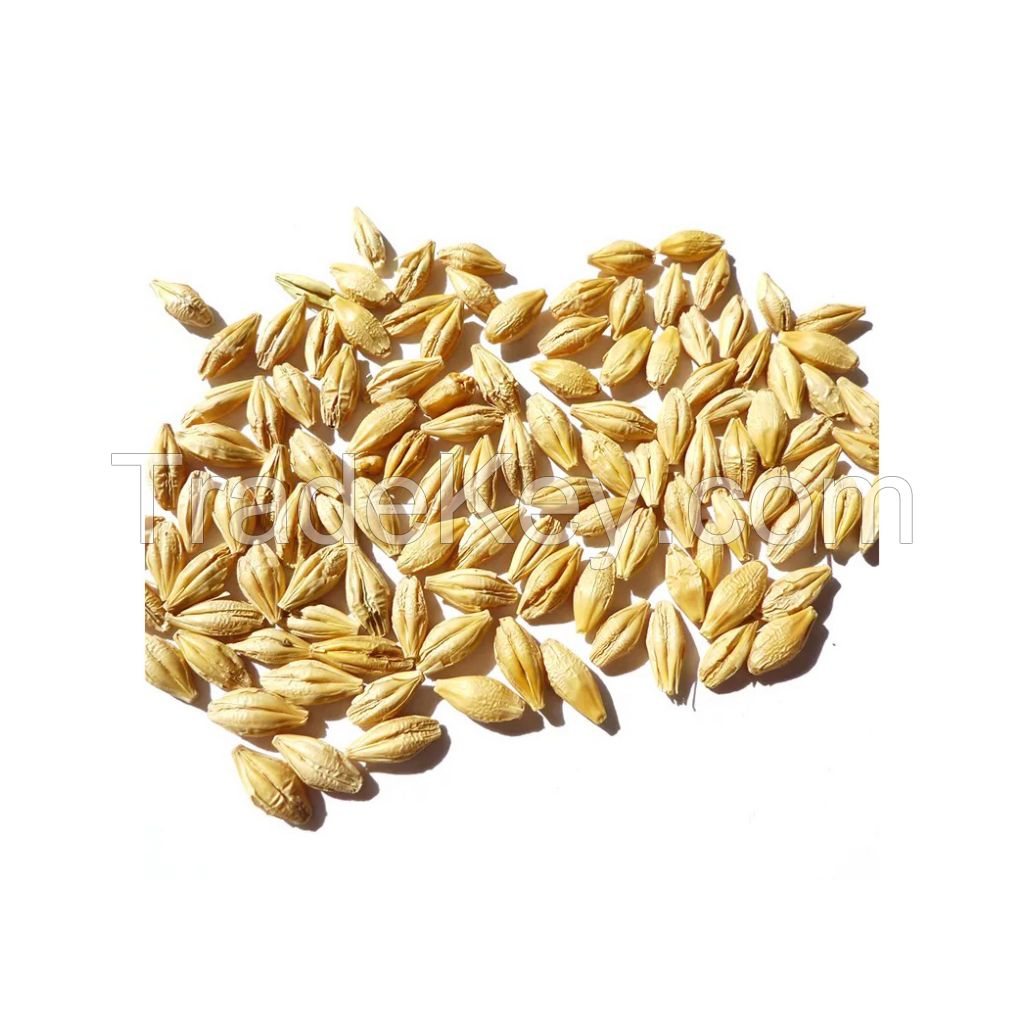 Premium Barley Malt available for sale at wholesale prices