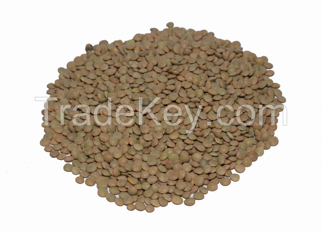 Low-priced Green Lentils For Wholesale Buyers