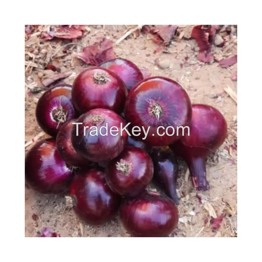 Long-lasting yellow onions for storage and resale