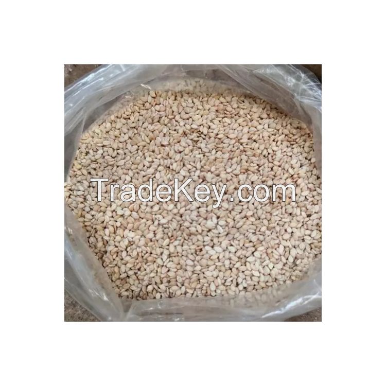 High-protein sesame seeds for oil extraction