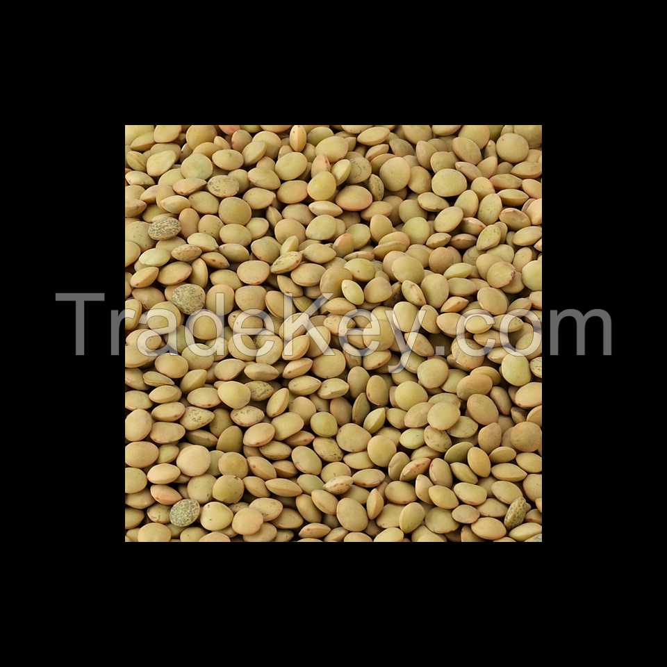 Premium Green Lentils available at wholesale prices