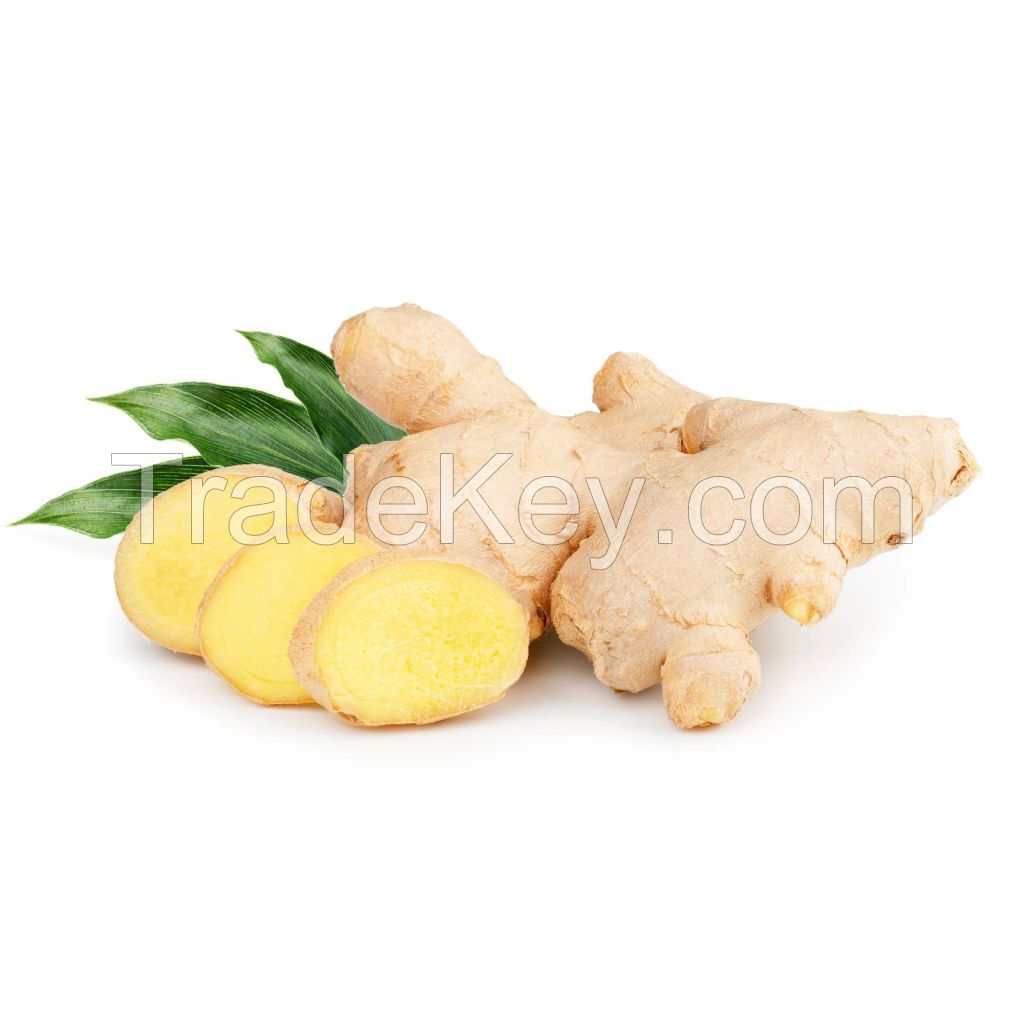 Fresh ginger roots available for bulk supply at low prices