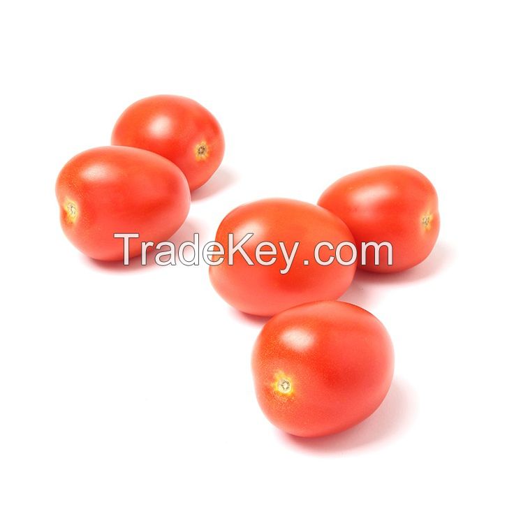 Fresh tomatoes for sale in bulk at a wholesale price