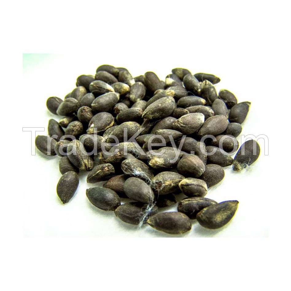 Fresh cotton seeds for oil extraction at competitive rates