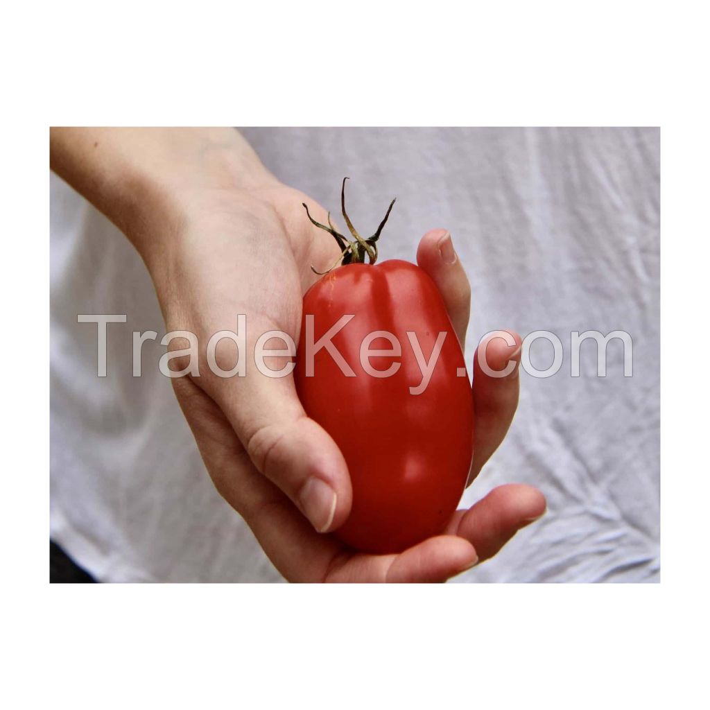 Non-GMO fresh tomatoes for health-conscious consumers