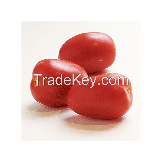 Fresh tomatoes for sale in bulk at a wholesale price