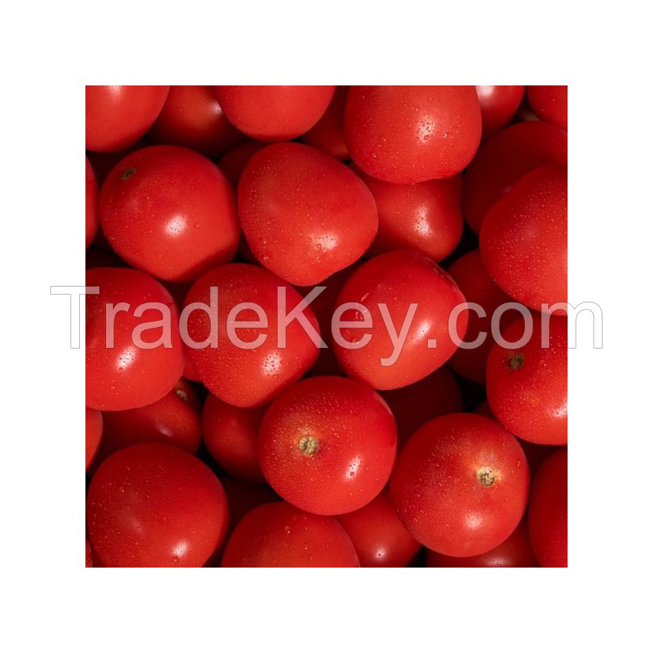 Fresh tomatoes for sale in bulk at a wholesale price