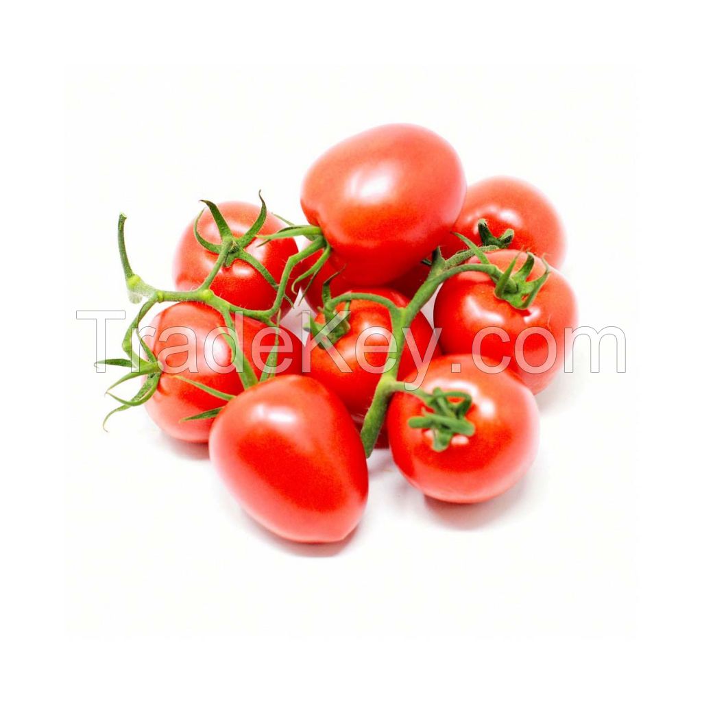 Bulk fresh tomatoes for food production and canning