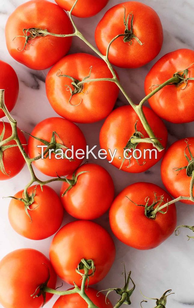 Bulk fresh tomatoes for food production and canning