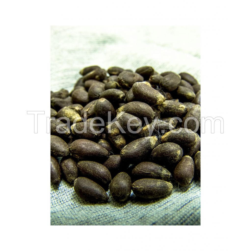 Fresh cotton seeds for oil extraction at competitive rates