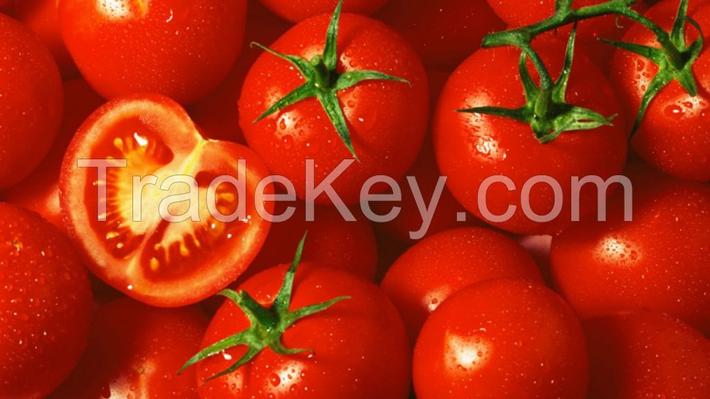 Bulk fresh tomatoes for food production and canning