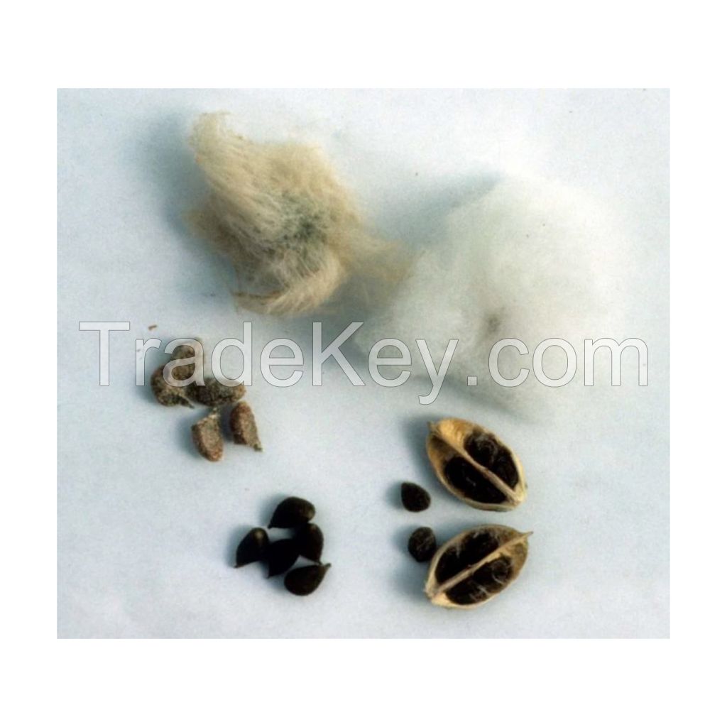 Fresh cotton seeds for oil extraction at competitive rates