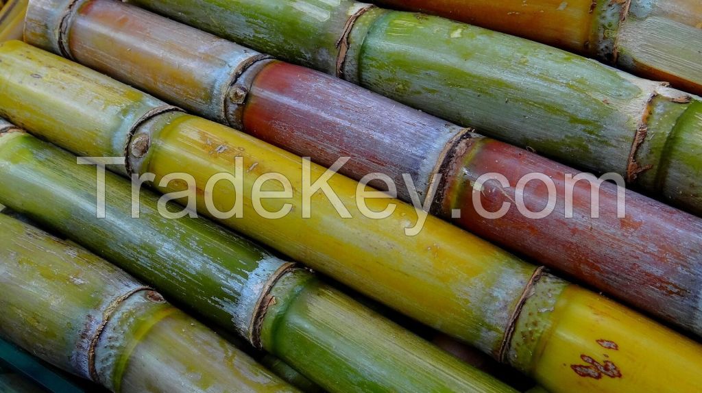 Affordable sugarcane available in bulk quantities
