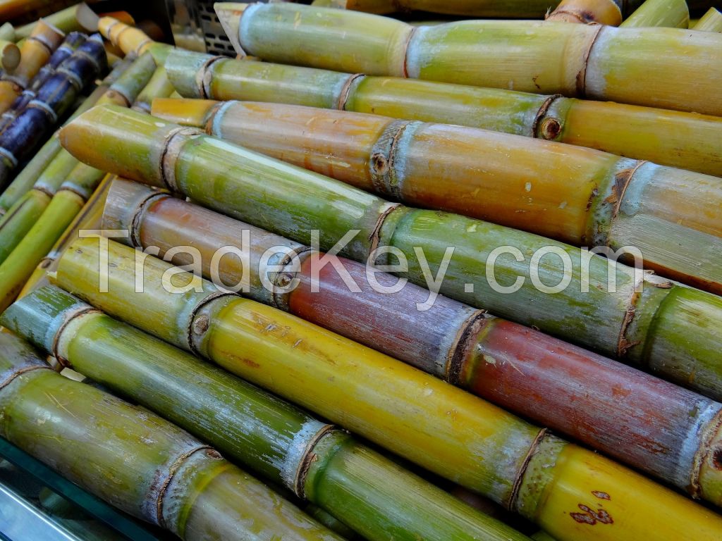 Affordable sugarcane available in bulk quantities