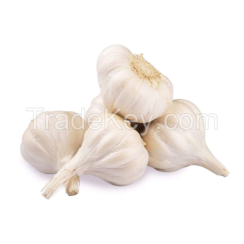 Fresh garlic available for sale in bulk and wholesale price