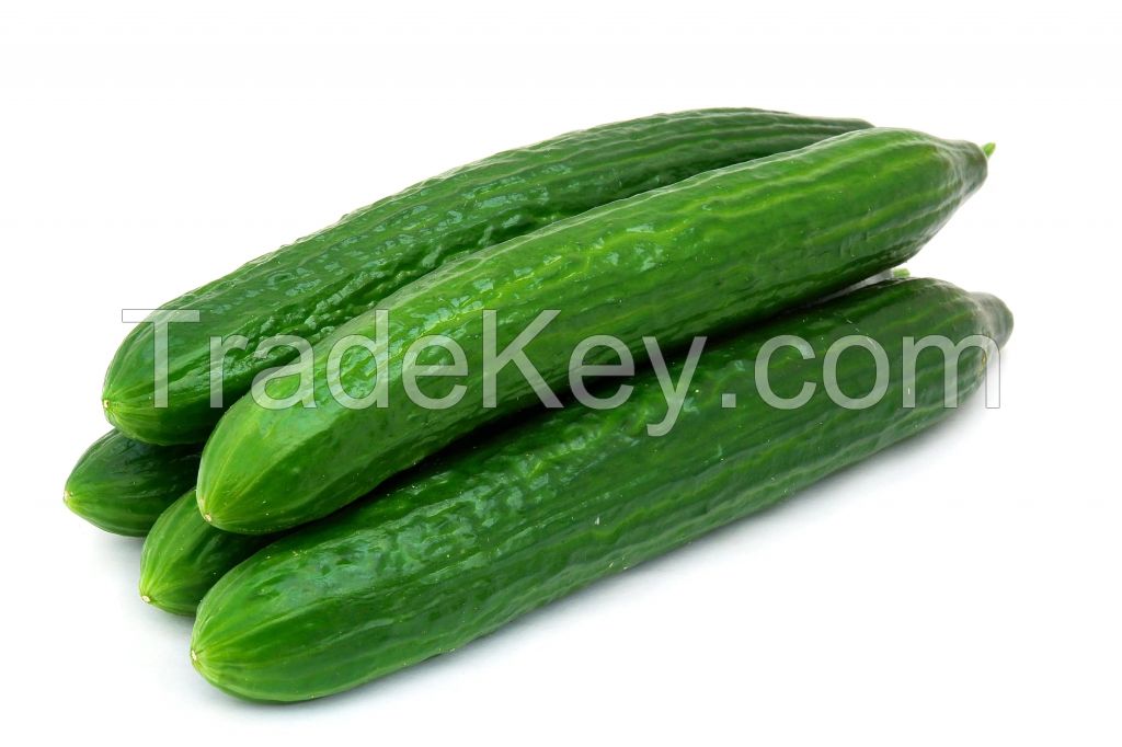 Hydrating and nutritious cucumbers for a healthy diet