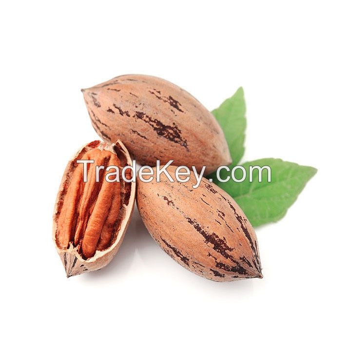 Wholesale pecan nuts for export and large-scale supply