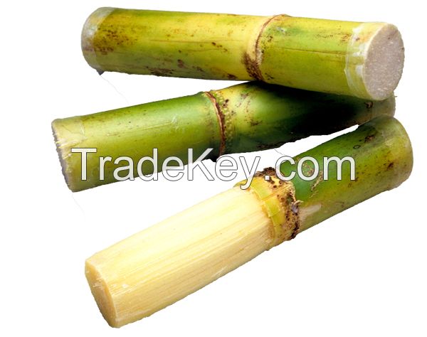 Clean and fresh sugarcane stalks ready for processing