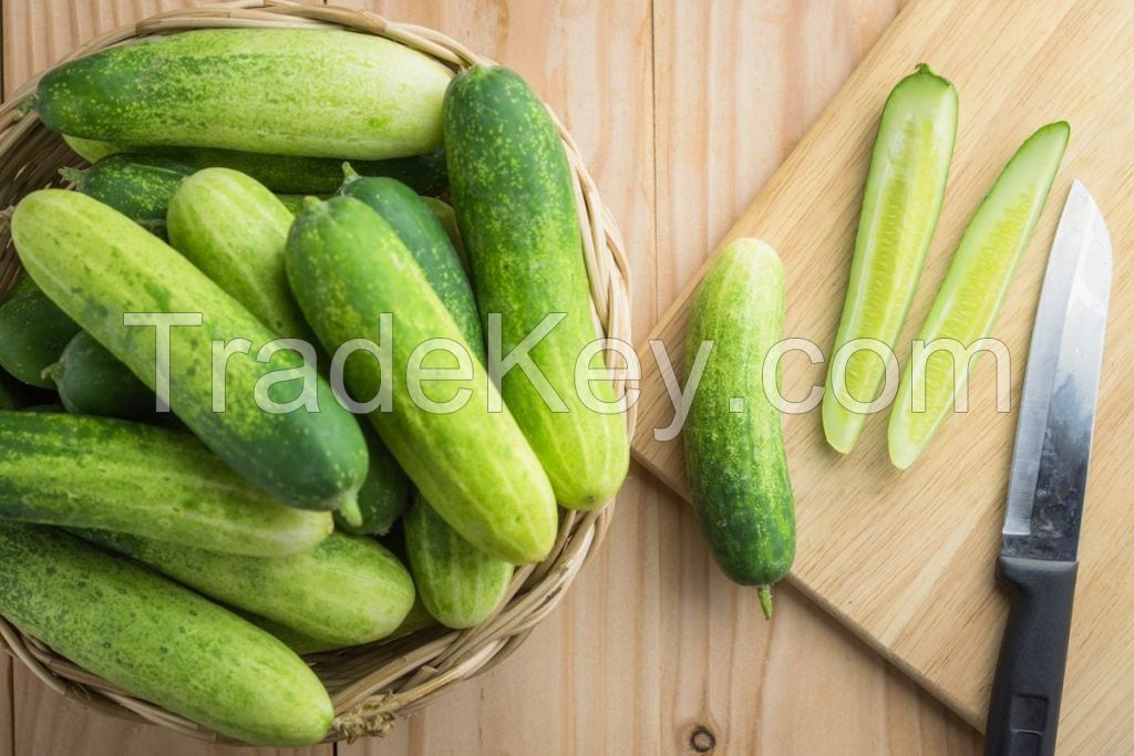 Hydrating and nutritious cucumbers for a healthy diet
