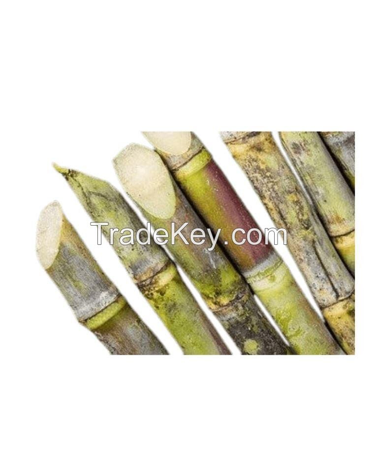 Clean and fresh sugarcane stalks ready for processing