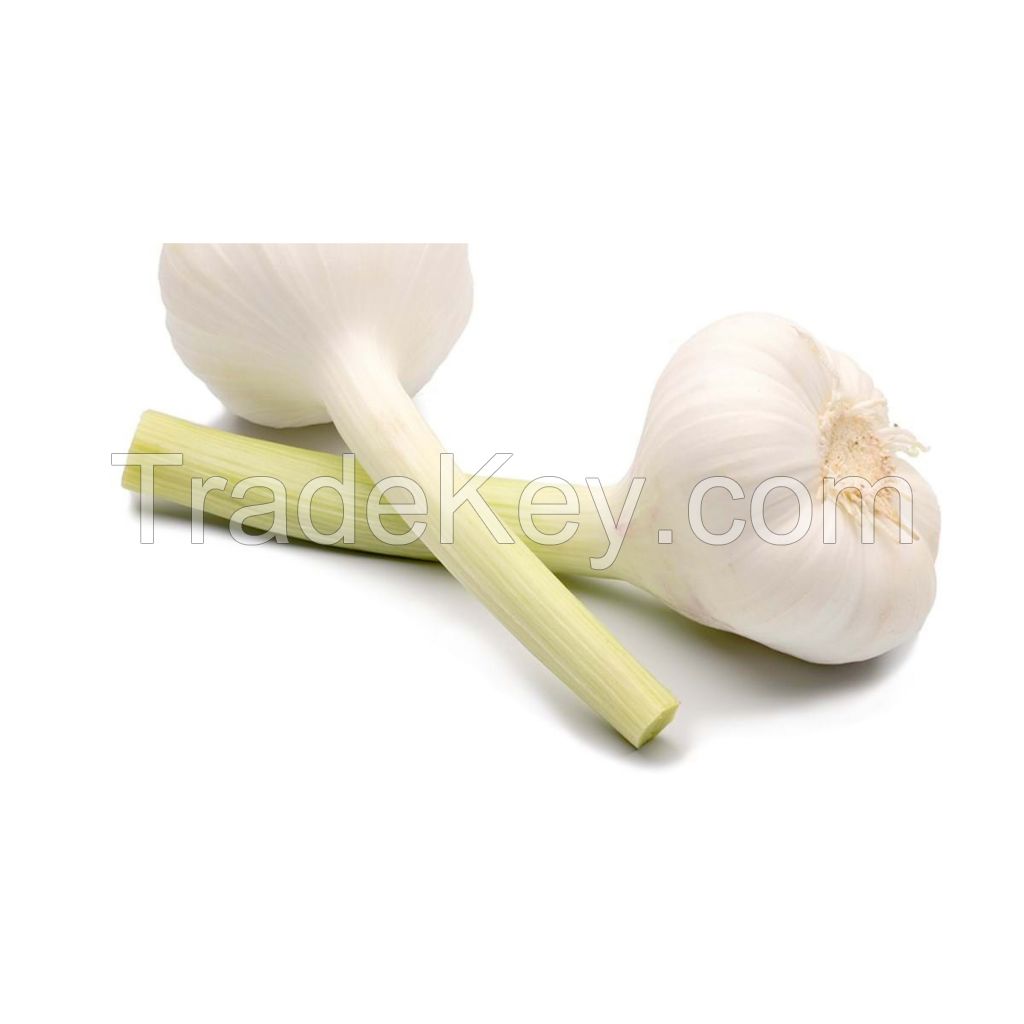 Fresh garlic available for sale in bulk and wholesale price