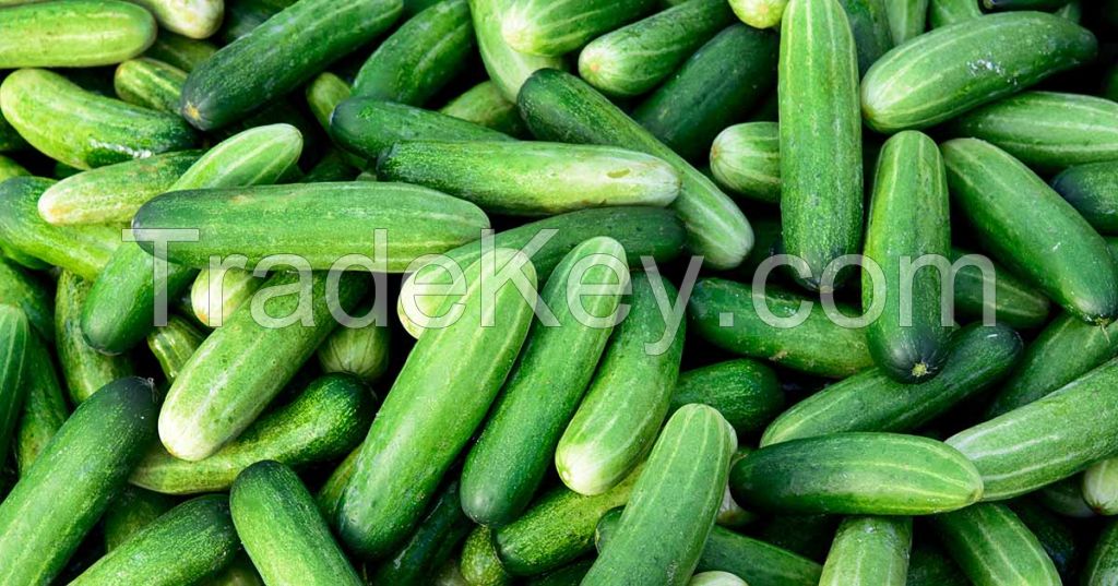 Hydrating and nutritious cucumbers for a healthy diet