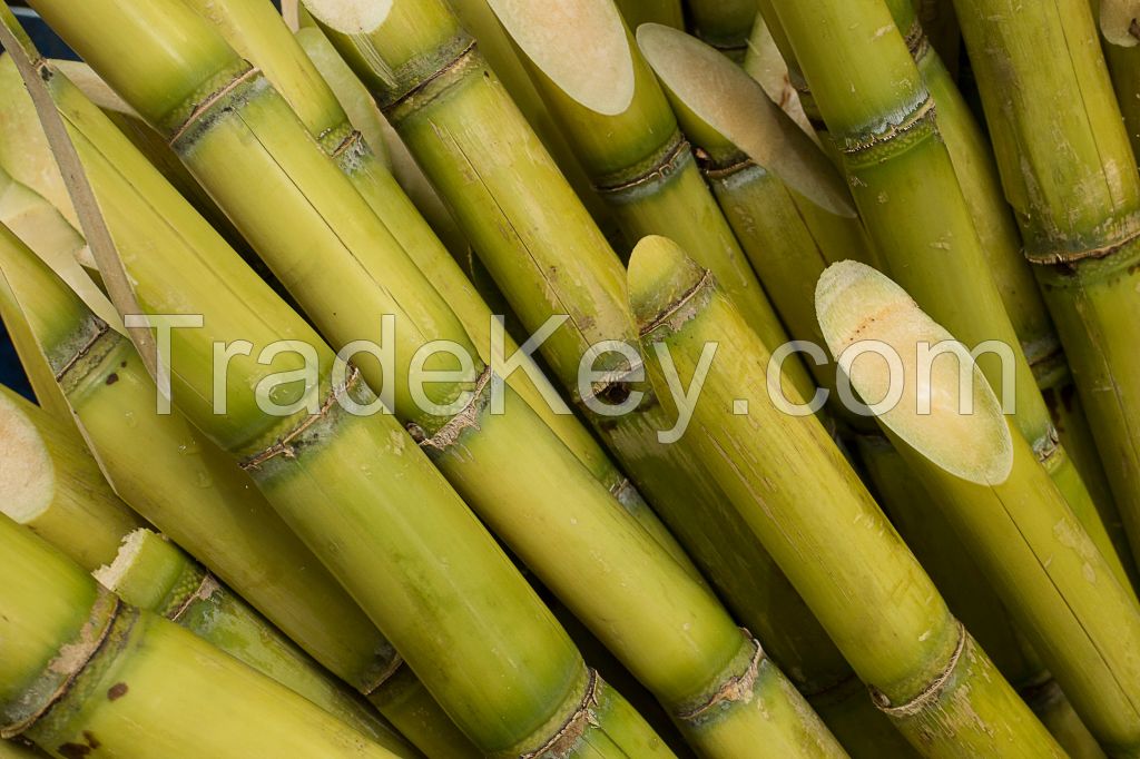 Organic sugarcane grown without harmful chemicals