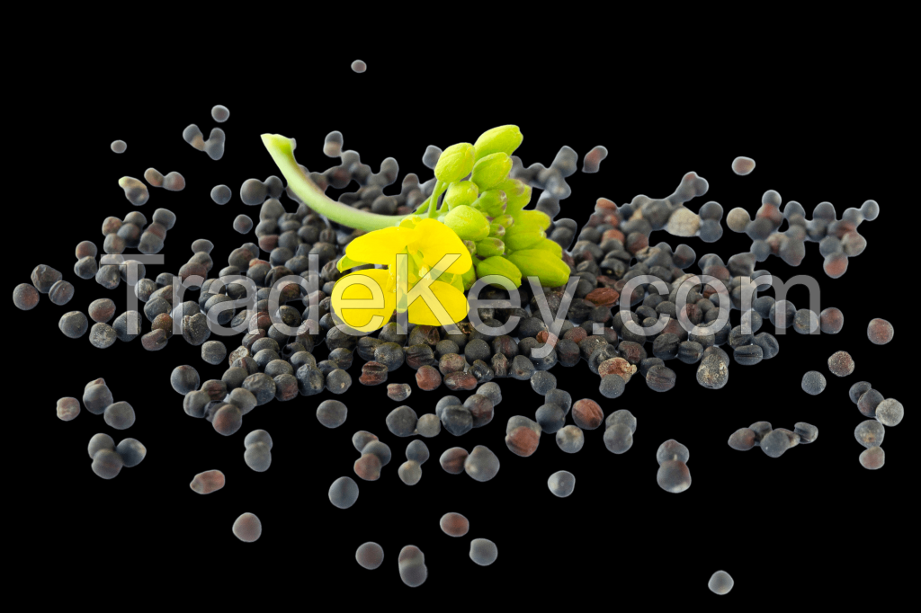 Premium-quality rapeseed for oil extraction and processing
