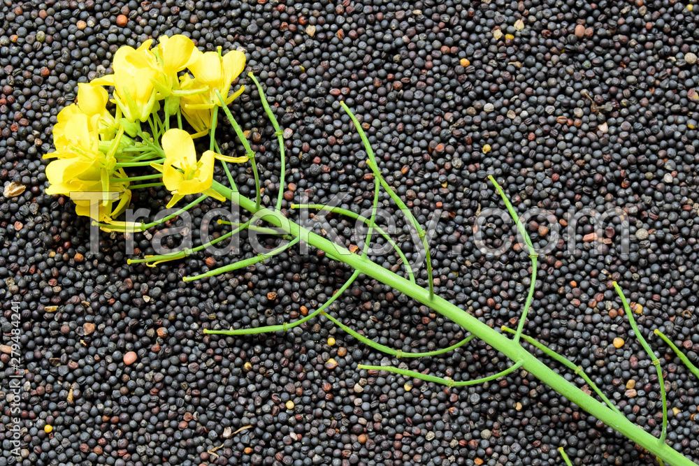 Rapeseed available for sale in bulk and wholesale price