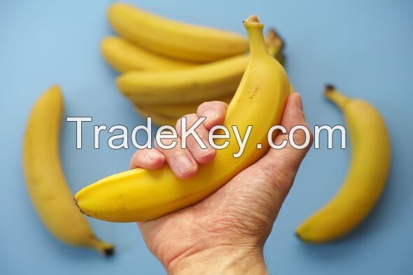 Fresh bananas for sale at a wholesale price