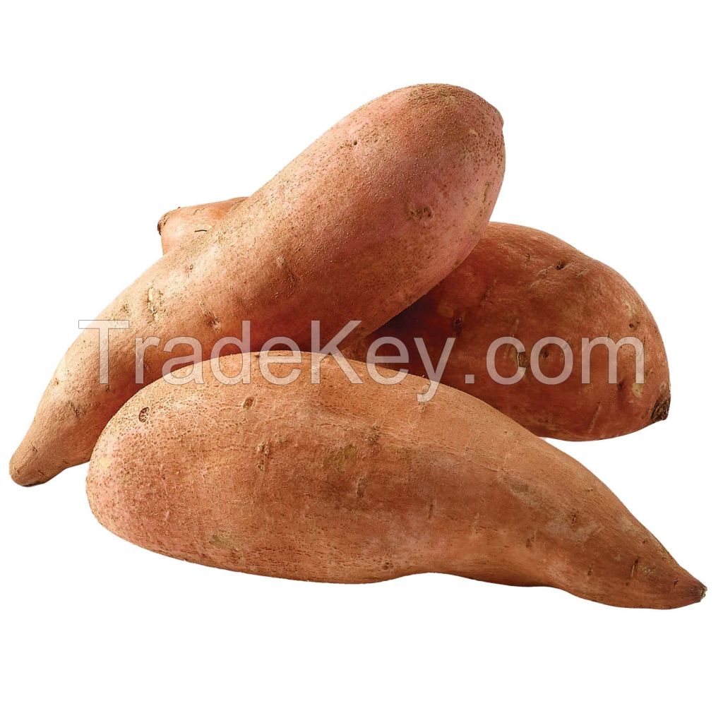 Nutritious sweet potatoes packed for supermarkets and retailers