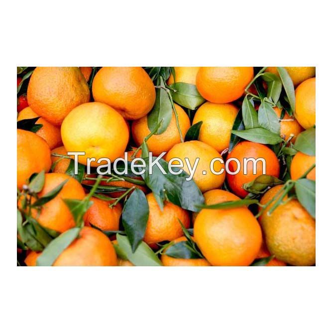 Fresh Oranges for sale in wholesale price