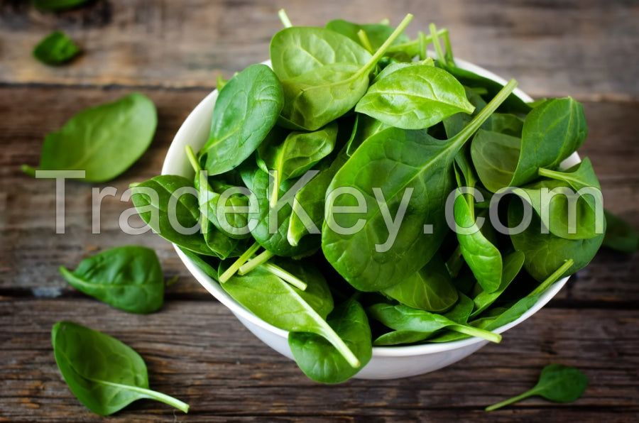 Nutritious spinach packed for supermarkets and retailers