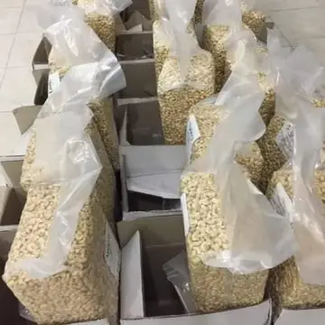 Wholesale Raw Cashew Nuts HIGH QUALITY Cashew Nuts CHEAP PRICE for Cashew Nuts W320 W240 Packing OEM, ODM