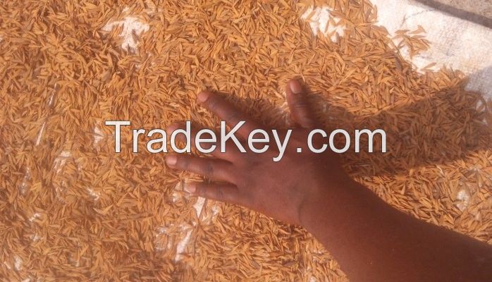 100% quality seeds Strophanthus Gratus Dry Seeds 